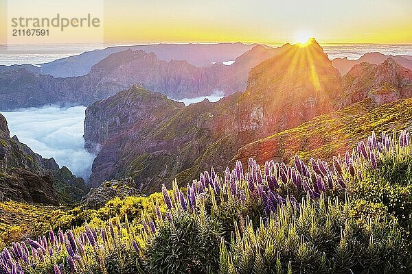 Blick vom Pico do Arieiro auf die Berge über den Wolken mit dem Stolz der Blumen von Madeira und blühenden Cytisus Sträuchern bei Sonnenuntergang mit Sonnenaufgang. Insel Madeira  Portugal  Europa