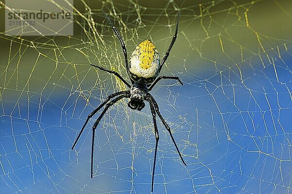 A spider sits in its web in front of a blue background  silk spider (Nephilia fenestrata) Zoo Basel  Basel Switzerland