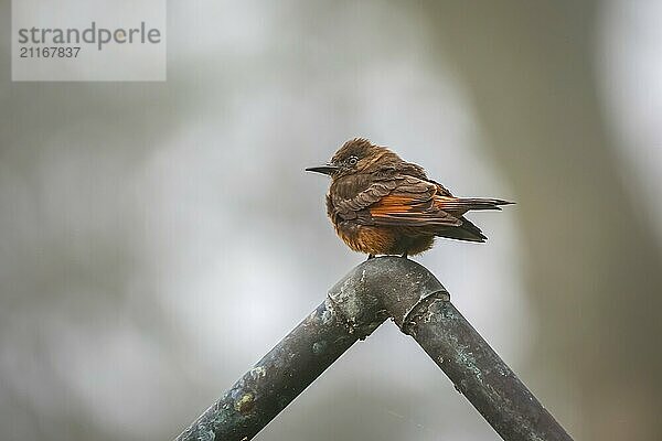 Cute Swallow flycatcher perched on a pipe against defocused gray background  Serra da Mantiqueira  Atlantic Forest  Itatiaia  Brazil  South America