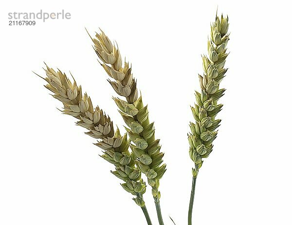 Spikelets of wheat isolated on white background. Problems with spikelet ripening  painful grains  poor harvest