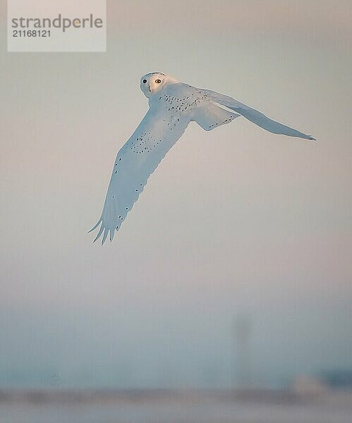 Snowy Owl Canada in Winter Prairies Saskatchewan