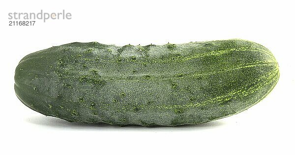 Big prickly cucumber isolated on white background