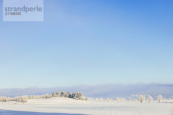 Rural landscape view at snowy fields and a grove of trees on a hill a cold sunny winter day. Sweden