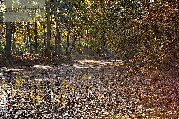 Autumn forest on a sunny day at the waterfront  river in the woodlands. Beauty in nature and seasons