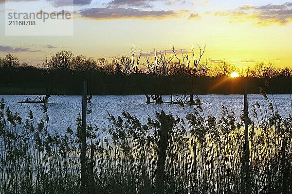 Sonnenuntergang am See mit Schilf im Vordergrund und Bäumen in Silhouette  Gartower See  Gartow  Wendland  Niedersachsen  Deutschland  Europa