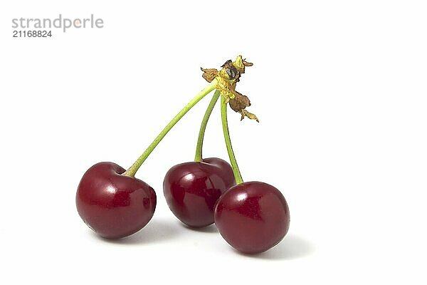 Three cherries isolated on white background. Fresh fruits full focus