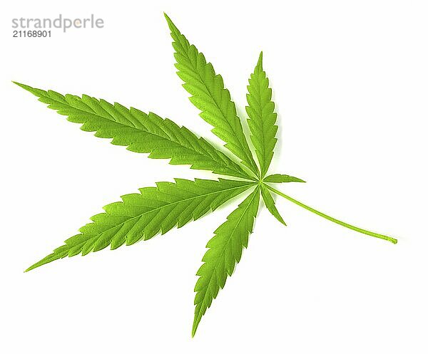 Green fresh hemp leaf  big fresh organic hemp leaf  marijuana  isolated on white background