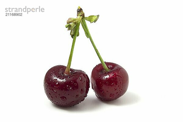 Isolated on white cherries with dew drops. Two ripe berries. Freshness of summer fruits in the frame