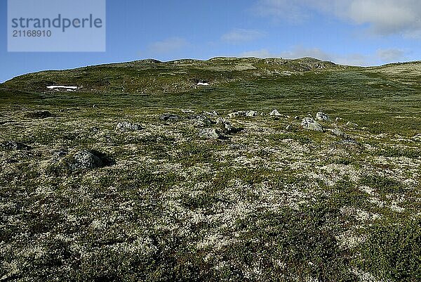 Reindeer lichen at Imingdalen  Hardanger Vidda  Buskerud  Norway  Europe