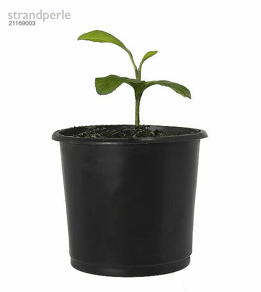 A pot with a small orange tree on a white background