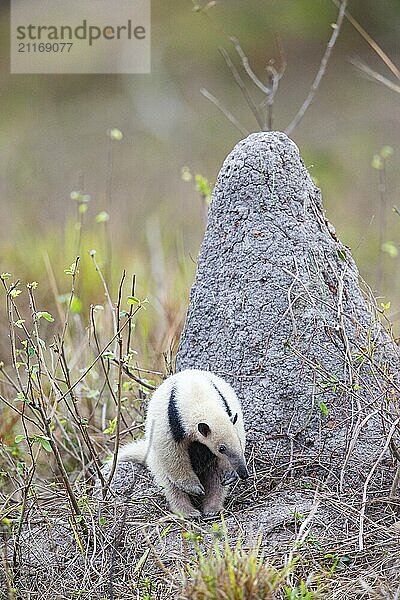 Southern tamandua (Tamandua tetradactyla) Pantanal Brazil