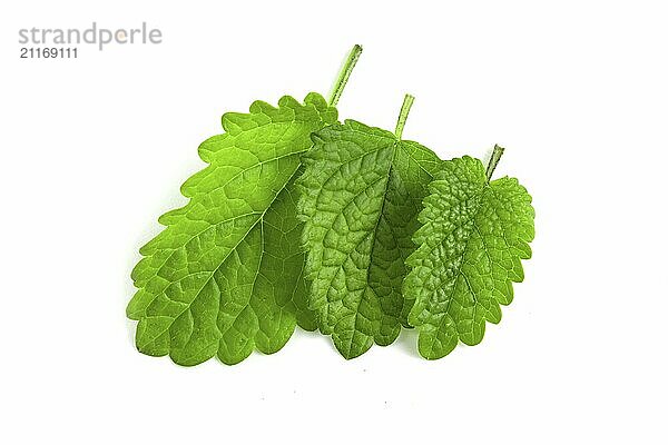 Fresh green mint leaves isolated on white background