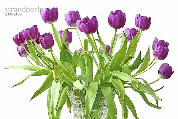 Violet tulips