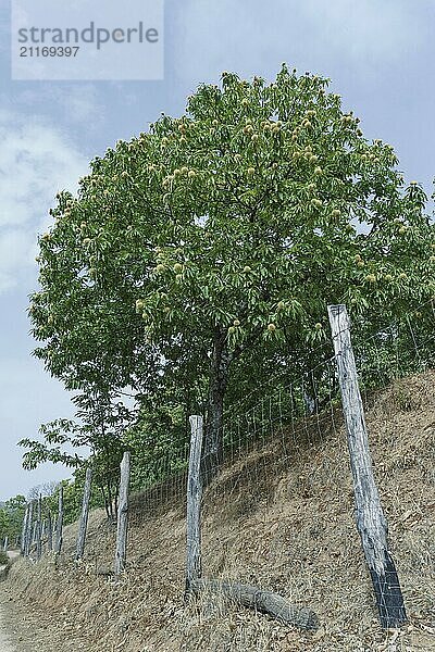 Grüner Baum (Aesculus hippocastanum) mit dornigen Kastanienfrüchten. mit weißem Hintergrund und Kopierraum