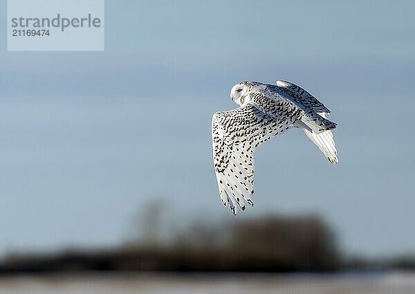 Snowy Owl Canada in Winter Prairies Saskatchewan