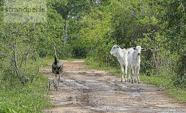 Nandu (Rhea) with babies and two white cows walking on the same rural dirt road  green background  Pantanal Wetlands  Mato Grosso  Brazil  South America