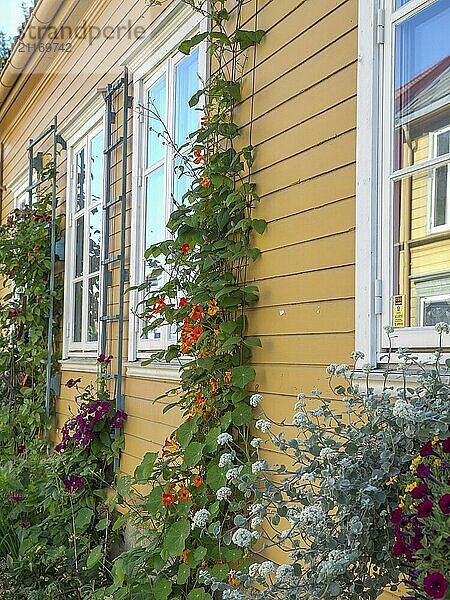 A yellow house with climbing plants and summer flowers in front of white windows  trondheim  norway