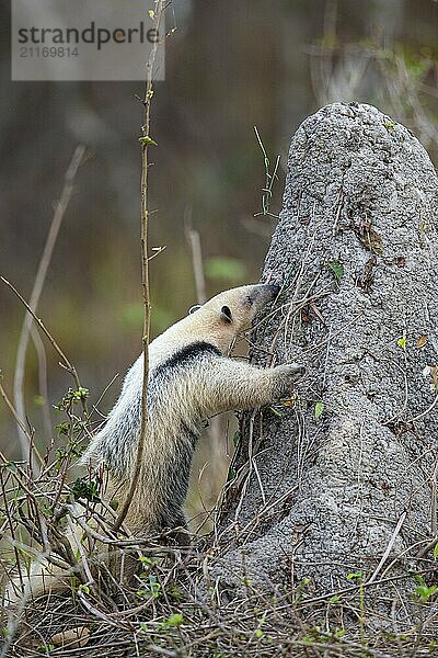 Southern tamandua (Tamandua tetradactyla) Pantanal Brazil