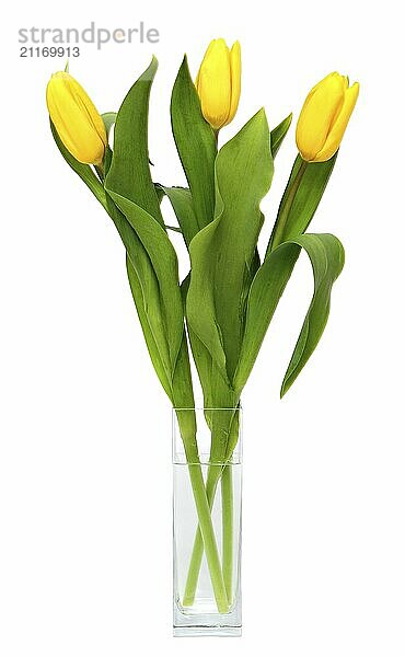 Bouquet of yellow tulips in glass vase isolated on white