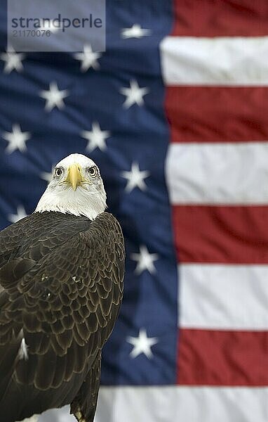 Ein majestätischer Weißkopfseeadler  dessen majestätische Präsenz vor dem Hintergrund der amerikanischen Flagge hervorgehoben wird  verkörpert den Geist der Freiheit und Stärke