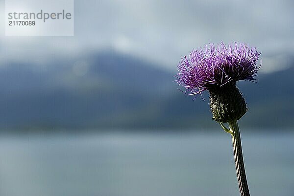 Thistle on the coast near Skaland  Senja  Troms  Norway  Europe