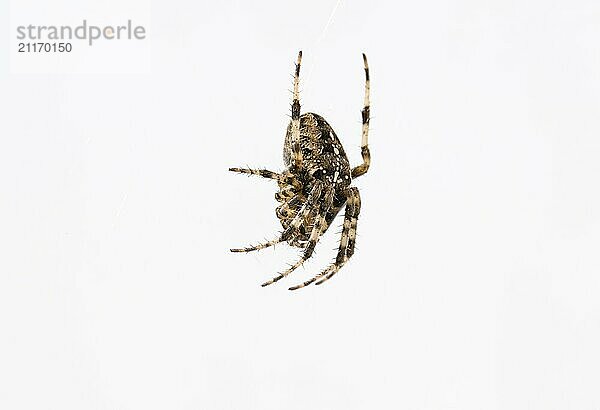 Gartenkreuzspinne (Araneus diadematus) im Netz  Freisteller  Stuttgart  Baden-Württemberg  Deutschland  Europa