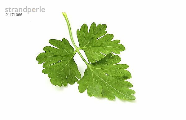 Leaf of fresh parsley. Greens isolated on white background