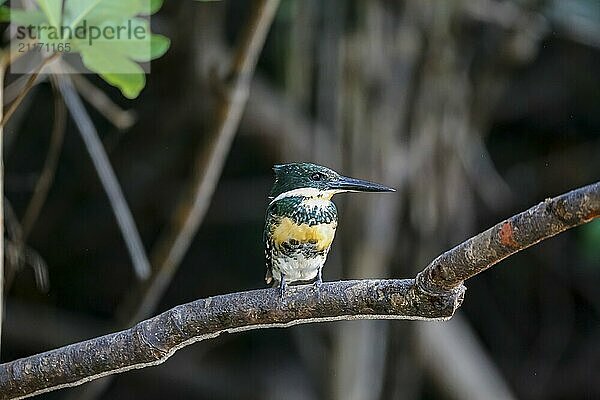 Close-up of a Green-and-rufous Kingfisher perched on a branch against dark background  Pantanal Wetlands  Mato Grosso  Brazil  South America