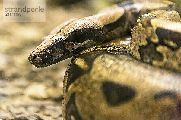 Boa constrictor  eine große  schwergewichtige Schlangenart