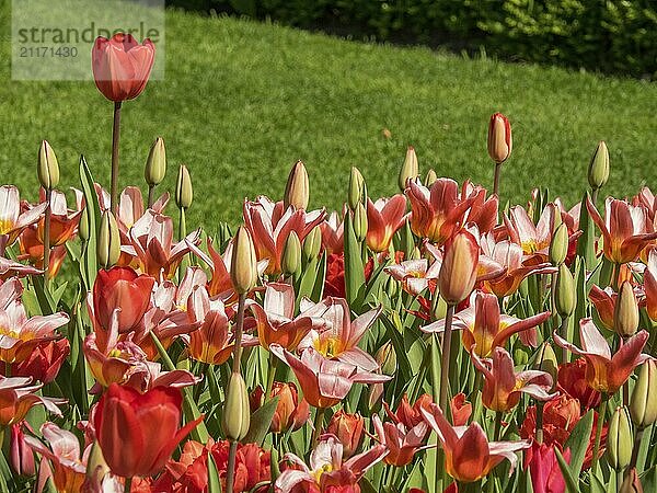 Close-up of tulips in red and orange in a spring garden against a green background  amsterdam  the netherlands