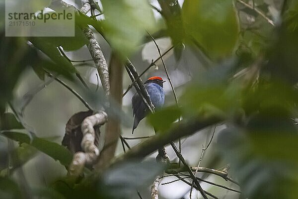 View through leafage to a beautiful Blue manakin  Serra da Mantiqueira  Atlantic Forest  Itatiaia  Brazil  South America