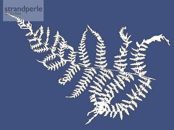 A white outline silhouette of a fern on a blue background