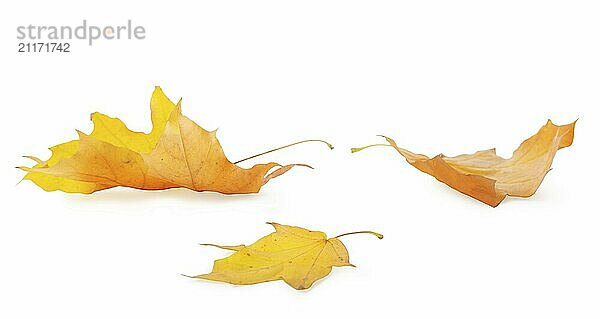 Three maple leaves isolated on a white background