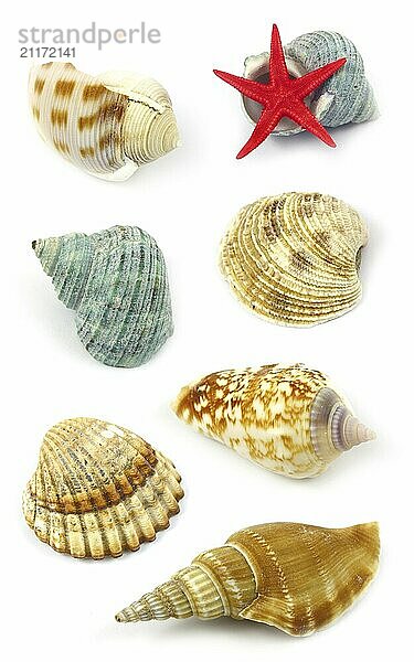 Sea shells