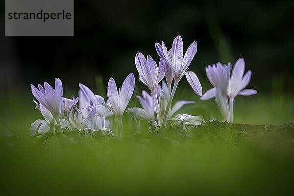 Krokusse (Crocus) zwischen grünem Gras unter dunklem Hintergrund  Botanischer Garten oder Botanisk Have  Universität  Kopenhagen  Dänemark  Europa