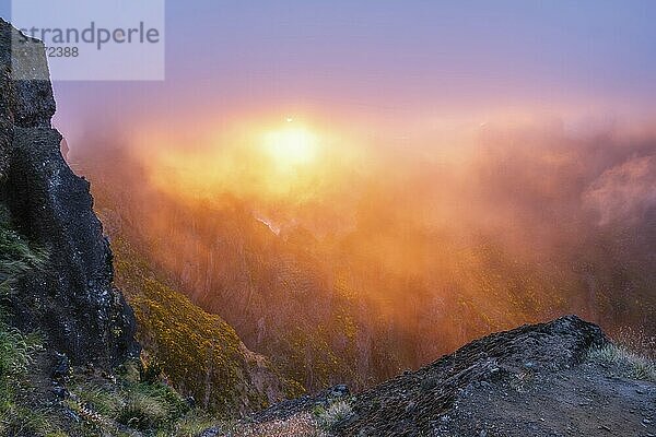 Mountains on sunset covered in fog and clouds with blooming Cytisus shrubs. Near Pico de Arieiro  Madeira island  Portugal  Europe