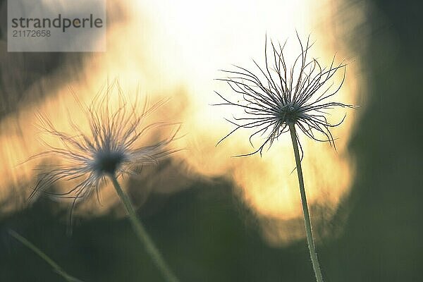 Silhouette eines Samenkopfes von einer Kuhschelle (Pulsatilla vulgaris) im Licht  vor einem unscharfen Hintergrund in der Natur  Rehletal  Engen  Hegau  Baden-Württemberg  Deutschland  Europa