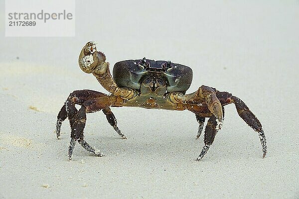 Crab with raised claw ready to attack on white sand beach