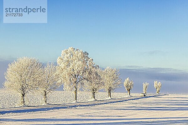 Frosty trees by country road in the countryside a cold sunny winter day. Sweden