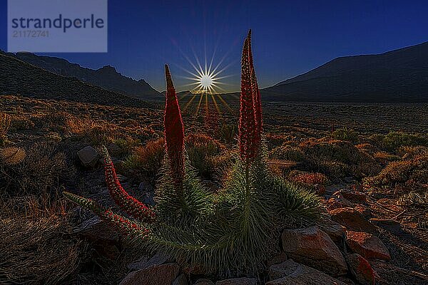 Sonnenstern während der Goldene Stunde im Teide Nationalpark mit Roten Tajinasten im Vordergrund