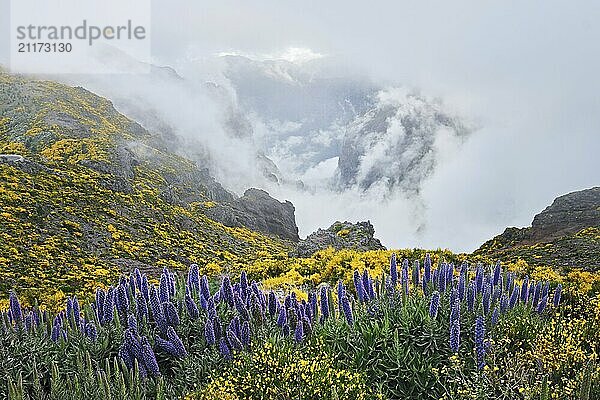 View from Pico do Arieiro of mountains in clouds with Pride of Madeira flowers and blooming Cytisus shrubs. Madeira island  Portugal  Europe