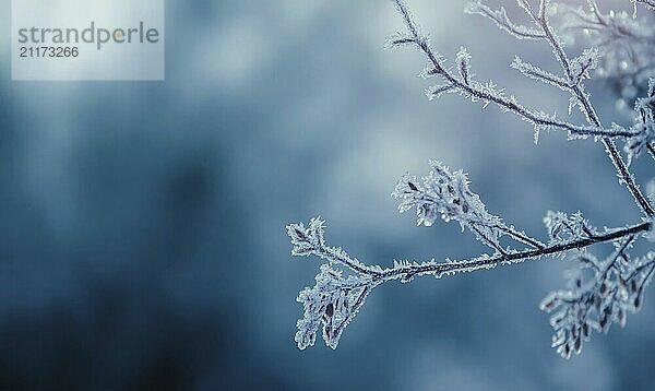 Ein mit Frost und Schnee bedeckter Zweig. Der Zweig ist der Hauptfokus des Bildes. Der Hintergrund ist blau und der Himmel ist bewölkt. Das Bild hat eine heitere und friedliche Stimmung AI erzeugt  KI generiert