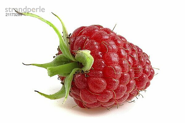 Fresh ripe raspberries with a stalk close up isolated on white background