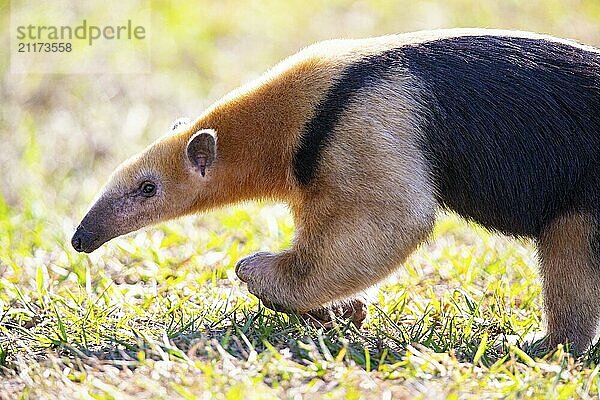 Southern tamandua (Tamandua tetradactyla) Pantanal Brazil