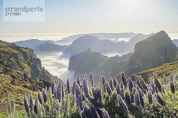 View from Pico do Arieiro of mountains over clouds with Pride of Madeira flowers and blooming Cytisus shrubs on sunset with sunburst. Madeira island  Portugal  Europe