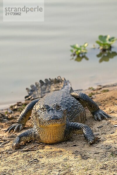 Kaiman (Caimaninae)  Alligator (Alligatoridae)  Krokodil (Crocodylia)  Frontansicht  Pantanal  Binnenland  Feuchtgebiet  UNESCO Biosphärenreservat  Weltnaturerbe  Feuchtbiotop  Mato Grosso  Brasilien  Südamerika