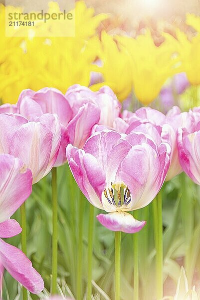 View at beautiful Keukenhof park flower lawns under blue sky during annual exhibition