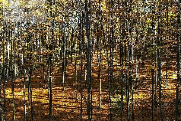 Beautiful landscape in mountain bright autumn forest  sunny day