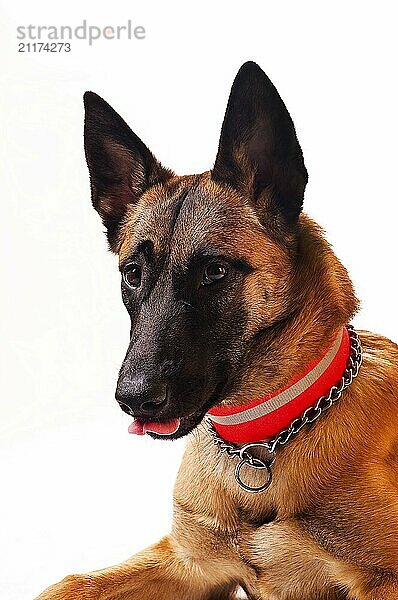 Malinois portrait in front of a white background