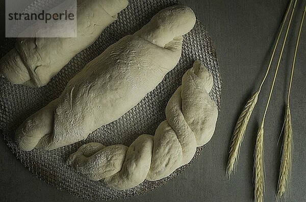 Sourdough bread fermenting  gray background with dried wheat flower